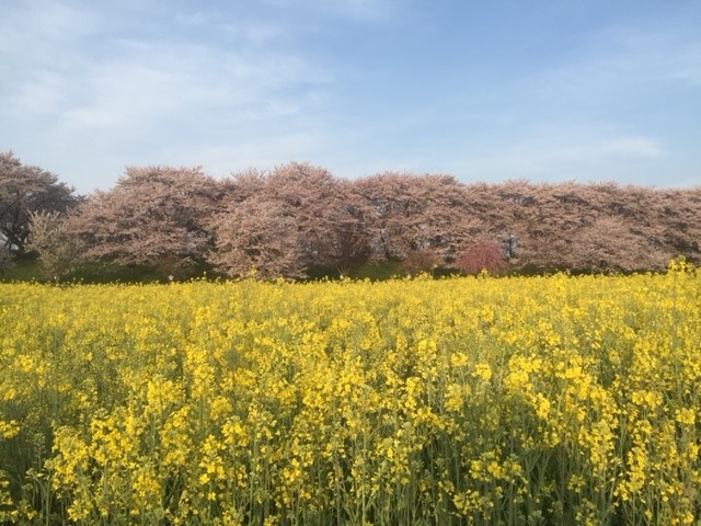 【周辺環境】桜で有名な権現堂！