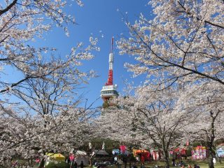 桜の名所・遊具や動物も観れる八幡山公園まで徒歩約15分